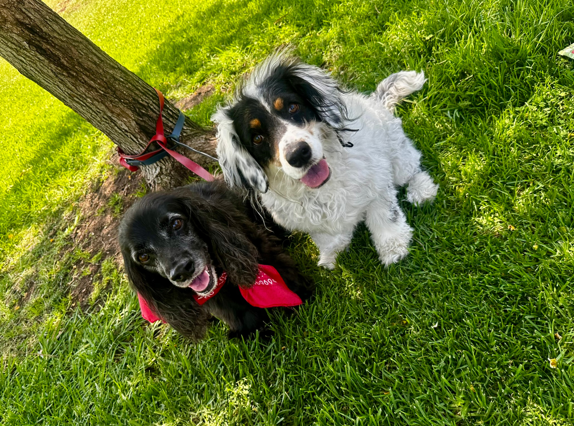 Two spaniels, one black with a red bandana and one white with black ears, looking up from the grass